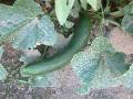 Cucumber long